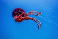 Red jellyfishÃÂ dancingÃÂ in the blue ocean water,ÃÂ compass jellyfish Royalty Free Stock Photo